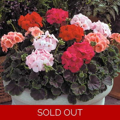 Geranium Shadow (BullsEye) Mix x 6 Plug Plants